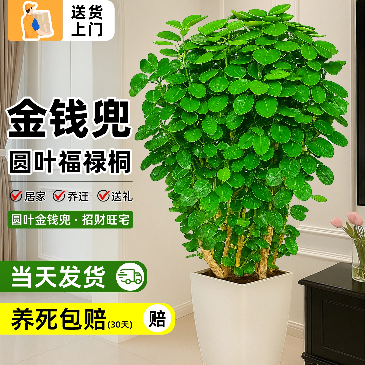 金钱兜盆栽圆叶福禄桐多老