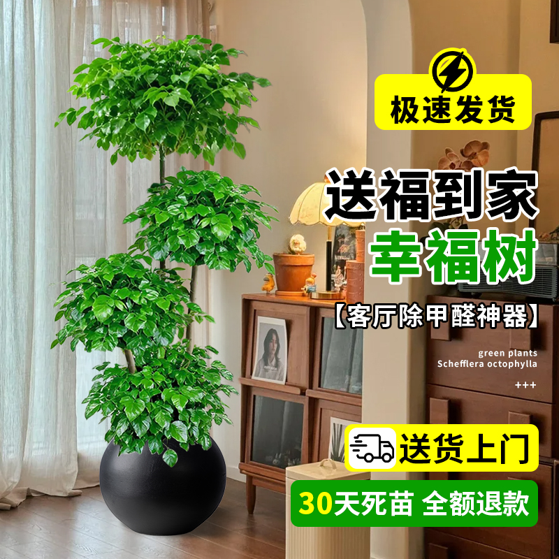 造型幸福树室内大型植物盆栽客厅绿植高级平安树清新空气植物好养
