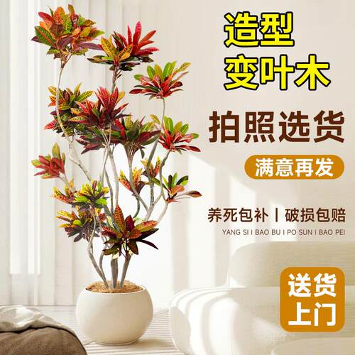 变叶木绿植室内盆栽客厅七彩变色木办公室落地式大型植物真花好养