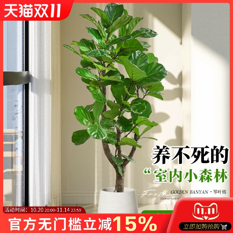 大琴叶榕客厅绿植物室内大号型好养老桩大叶鸭脚木盆栽落地办公室