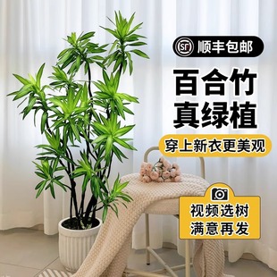 百合竹客厅绿植金心高级感真绿植盆栽老桩造型室内轻奢大型植物