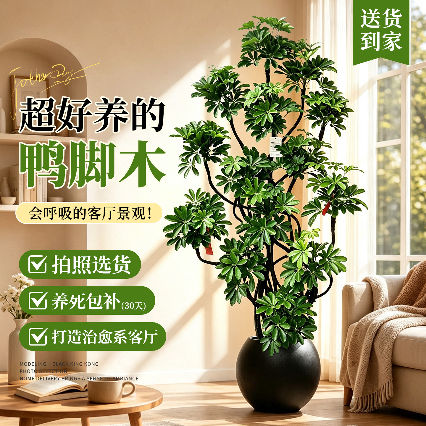 鸭脚木绿植室内大型植物客厅盆栽图片