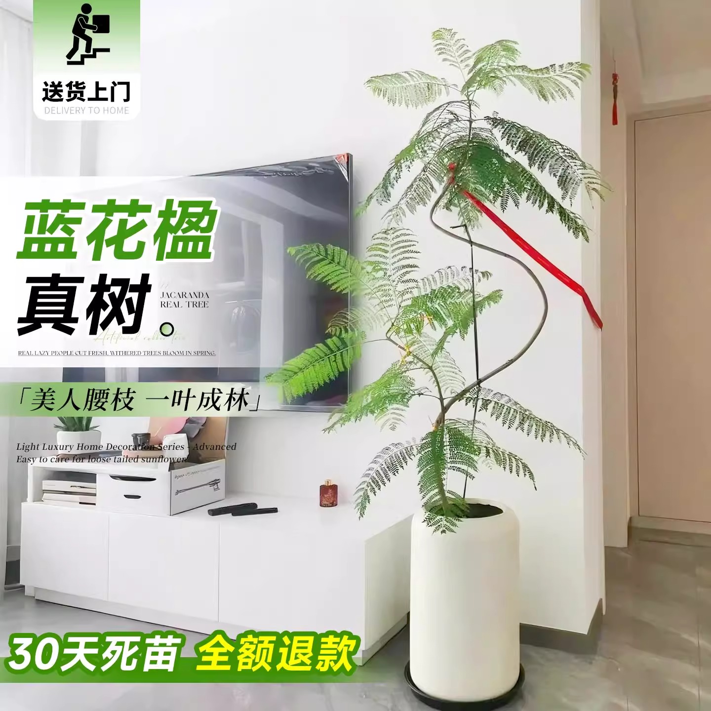 大型绿植蓝花楹物高级感客