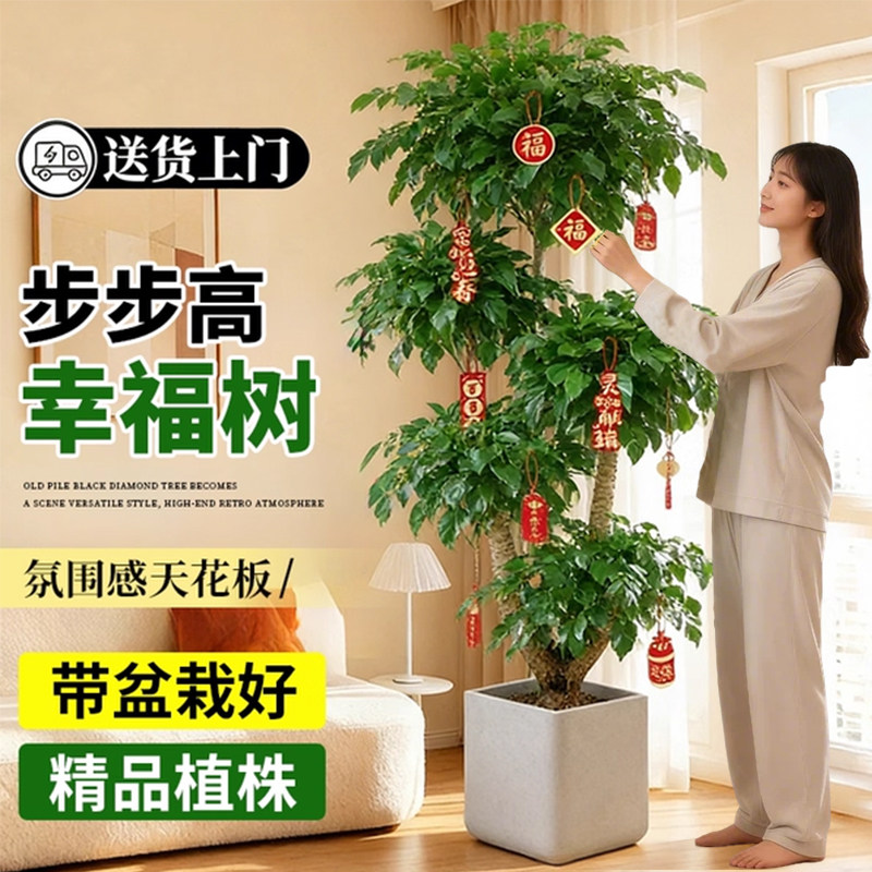 幸福树客厅大盆栽老桩植物客厅高级感室内落地大型绿植盆景好养活,鲜花速递/花卉仿真/绿植园艺,大型绿植/成品组合盆栽,淘宝优惠券,粉丝福利购,淘宝优惠卷