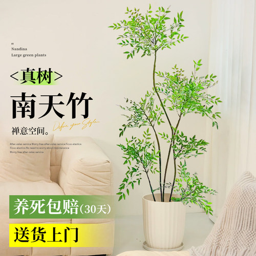 南天竹真树盆栽客厅大型绿