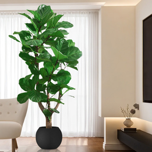 大琴叶榕客厅绿植物室内大型好养老桩大叶盆栽真花落地大号办公1
