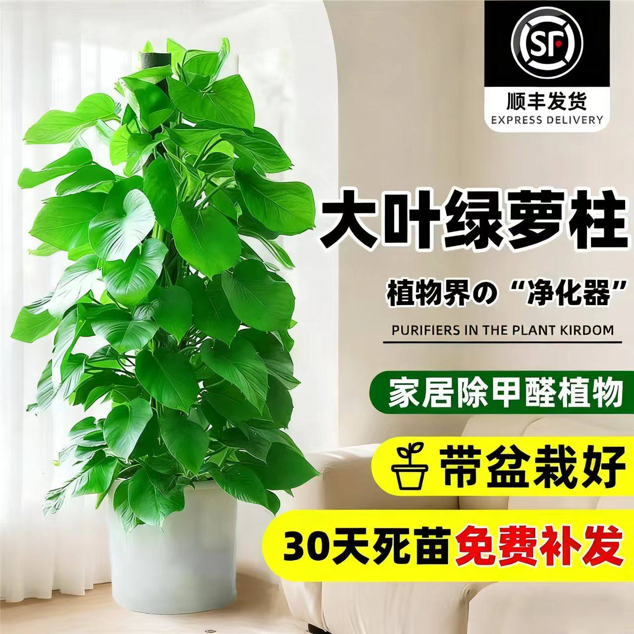 大叶绿萝柱盆栽净化空气大型绿植室内招财旺宅好养办公室绿箩客厅,鲜花速递/花卉仿真/绿植园艺,大型绿植/成品组合盆栽,淘宝优惠券,粉丝福利购,淘宝优惠卷