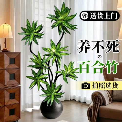 百合竹客厅绿植大盆栽精品老桩