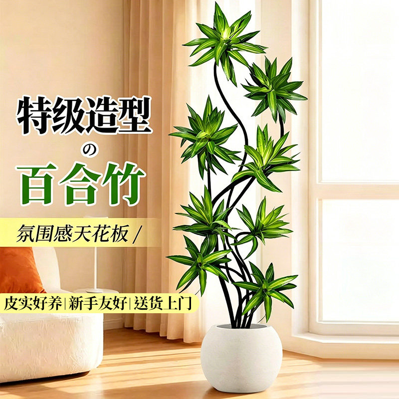特级百合竹客厅绿植盆栽精品高端老桩高级感金边大型植物拍照选货