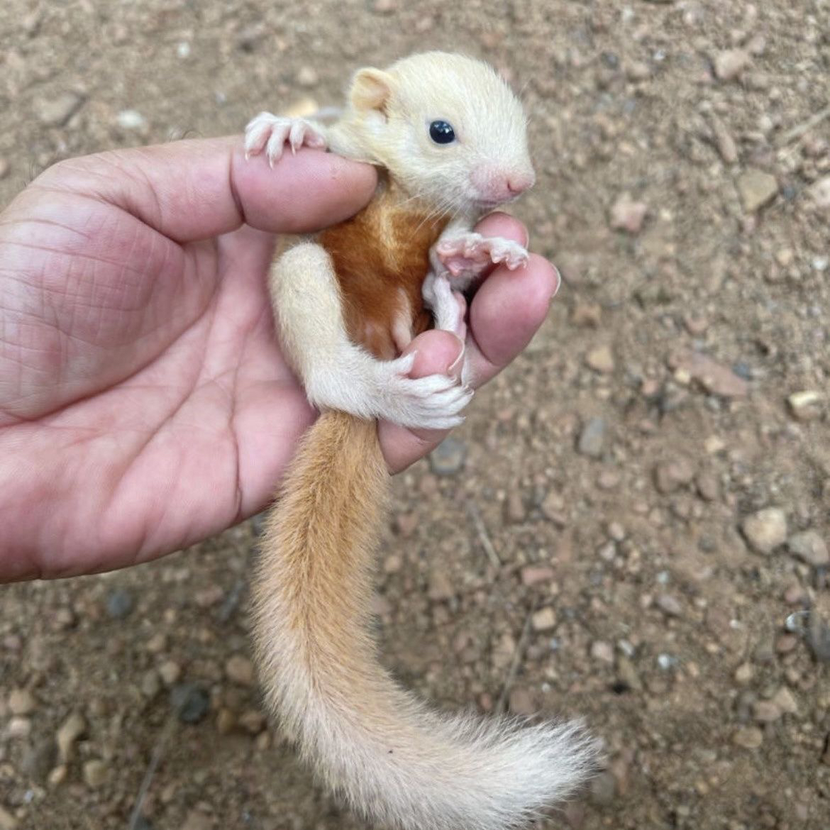 黄山松鼠宠物幼儿宠物宠物异宠包亲人温顺好养花栗鼠玩偶松鼠
