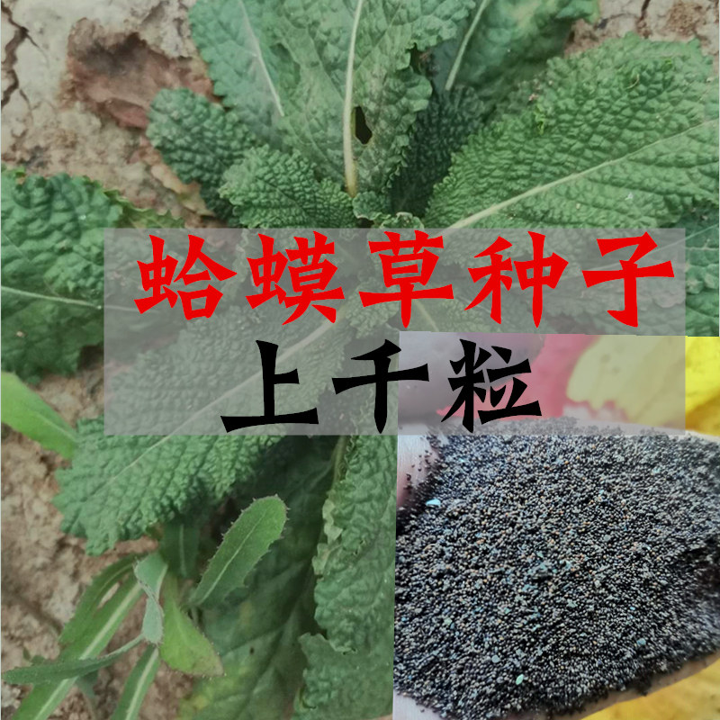江阿婆农村采摘癞蛤蟆草蛤蟆苏荔枝草雪见草种子一份10g包邮