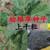 江阿婆农村采摘癞蛤蟆草蛤蟆苏荔枝草雪见草种子一份10g 包邮
