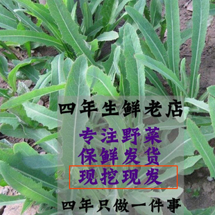 新鲜现挖  曲曲菜  苦菜 苦苦菜 苦麻子 苣荬菜  曲麻菜 包邮