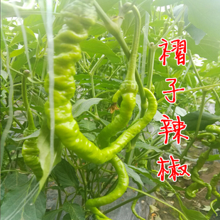 小辣椒小尖椒褶子椒螺丝椒老家小辣椒农村小辣椒250克