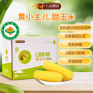 黄小主儿玉米啃乐熊黄金甜玉米
