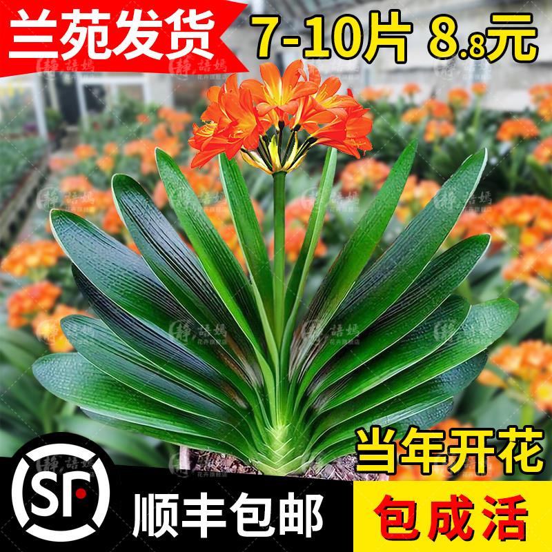 君子兰盆栽花卉植物室内花立板精品名贵圆头和尚宽叶元宝小苗绿植