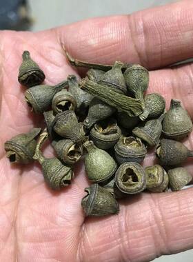 天然小金钟菩提子无孔籽约7-9mm