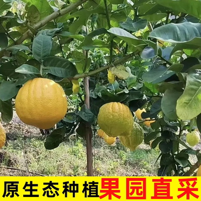 云南普洱香橼果子香炎香泡拂手柑瓜香圆果枸橼果水培闻香药用水果