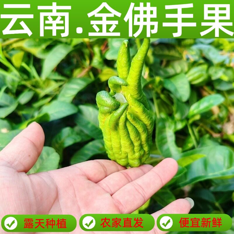【农家直发】现摘新鲜佛手果广佛手柑鲜果佛手瓜食用清供观赏带枝图片