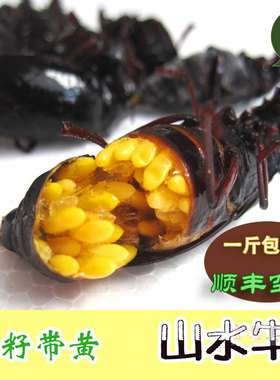 新头茬山山牛 新鲜山水牛 全母带籽 山虫牛 公母 活体速冻 山牛虫