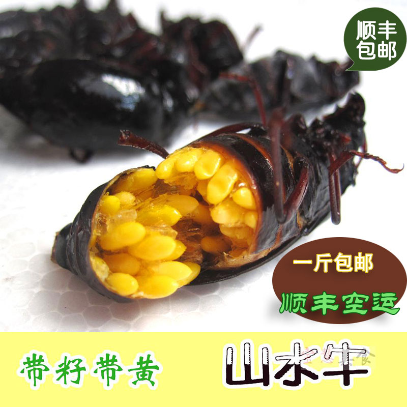 新鲜母山水牛带籽带黄 活体速冻野生土天牛山山牛 食用昆虫 顺丰