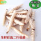 竹虫 竹蜂虫 特产 包邮 500g 高蛋白 新抓新鲜竹节虫 干净 竹笋虫