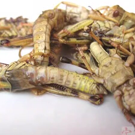 2026包邮新鲜东亚飞蝗 蚂蚱 去翅纯公 雄蚂蚱 雄蝗虫 蚱蜢  500g