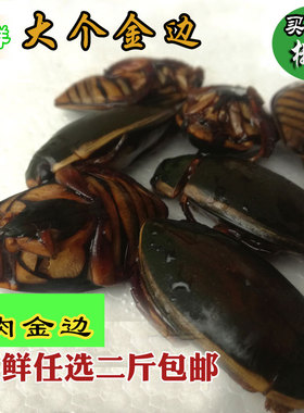 包邮新鲜大金边龙虱 新鲜 水鳖 水蟑螂  活体速冻 特产食用 500g