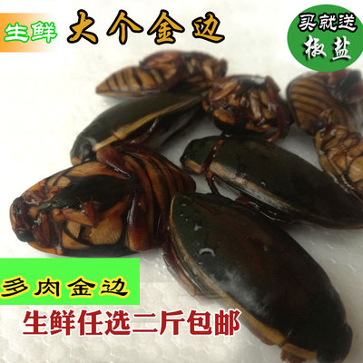 包邮大个金边龙虱新鲜肉足500g