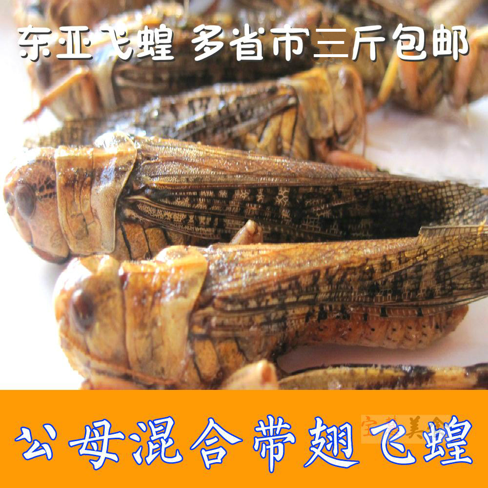 2026包邮新鲜新蚂蚱 活体速冻 东亚飞蝗蝗虫 公母混合 蚱蜢  500g