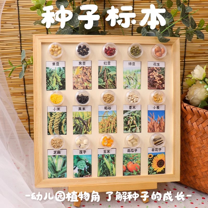 幼儿园环创材料成品走廊教室植物角种子标本科学自然区角材料投放