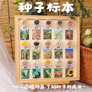 幼儿园环创材料成品走廊教室植物角种子标本科学自然区角材料投放