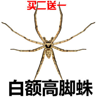杀蟑螂 蜘蛛活体 灭小强 宠物 蟑螂天敌 害虫杀手 白额高脚蛛
