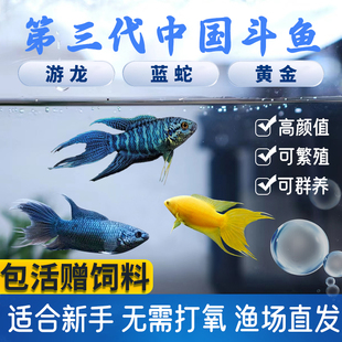 中国斗鱼游龙活体热带鱼淡水冷水观赏鱼免打氧泰国耐活小鱼缸鱼苗