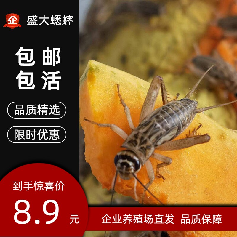 白蛐蛐蟋蟀活体饲料活物活虫蜥蜴守宫角蛙树蛙龙鱼鸟针头油葫芦