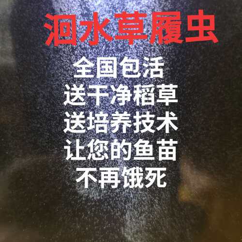 洄水 大草履虫 学校实验高纯度活体草履虫 卵生鱼苗开口料回水
