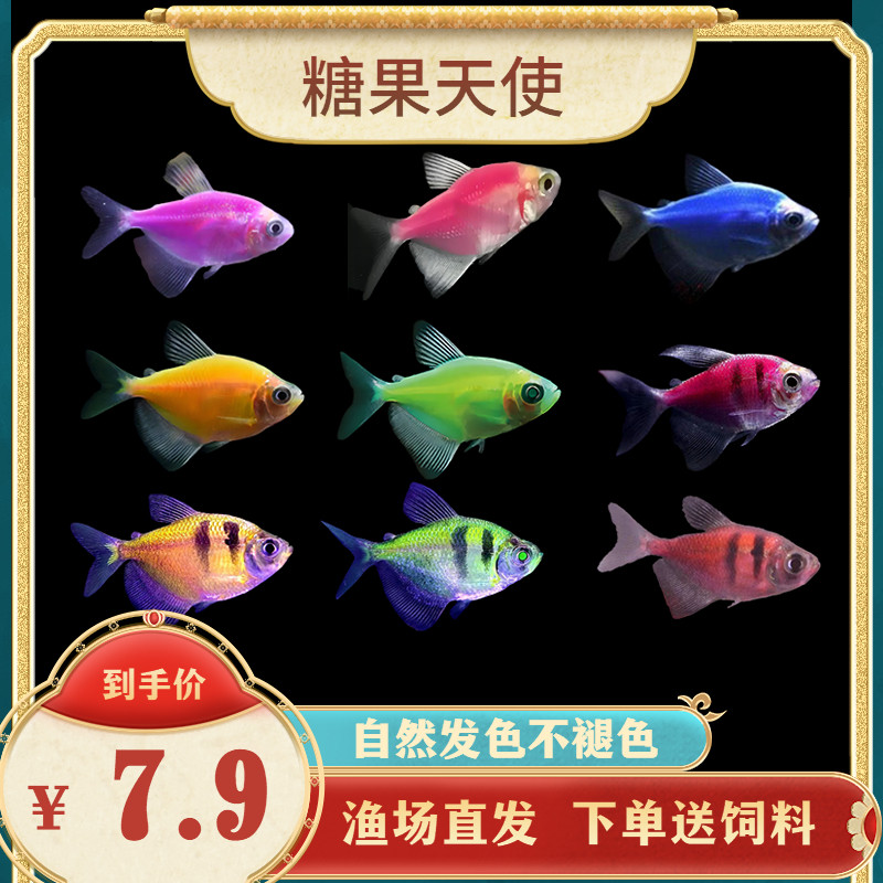 天使鱼大号观赏鱼热带鱼淡水好养耐活群游七彩鱼热带小型鱼观赏鱼
