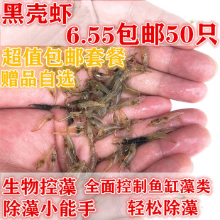 黑壳虾活体草缸除藻虾观赏虾工具虾米宠物虾 淡水川内水族免包装