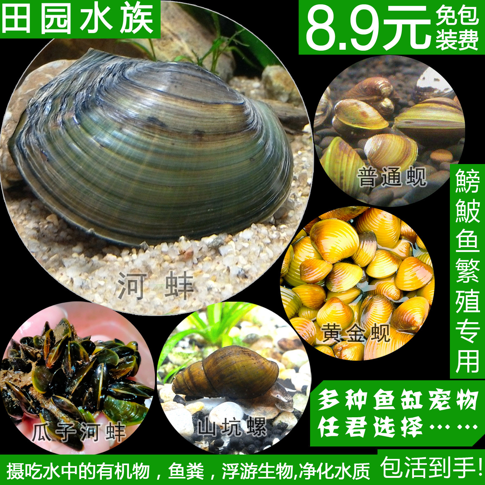 冷水养淡水河蚌活体黄金蚬贝壳贻贝瓜子蚌杜氏蚌除绿水鰟鮍鱼繁殖