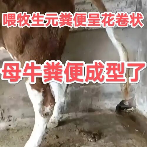 母牛粪便不成形牧生元调理脾胃不和菌群失调牛保健发酵益生菌