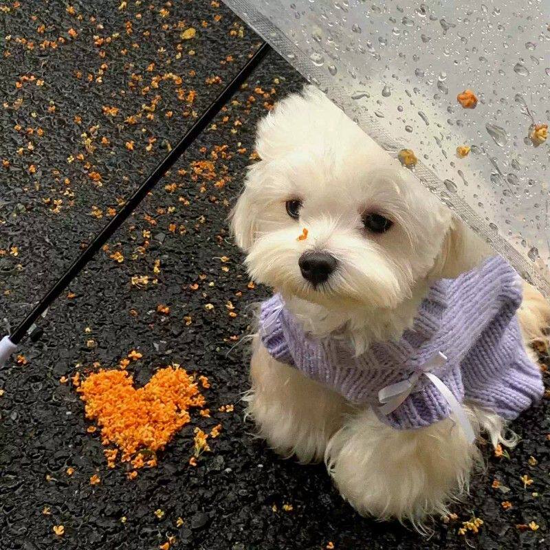 宠物针织毛衣小狗衣服冬装小型犬比熊泰迪猫咪衣服两脚衣2026新款