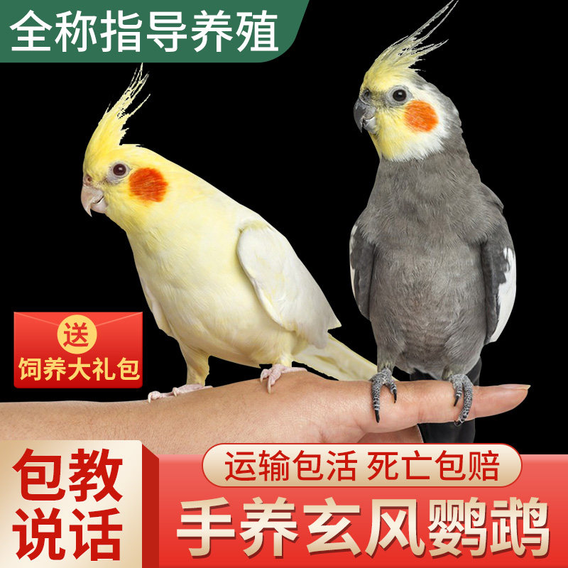 玄凤鹦鹉活鸟会说话的鸟类手养宠物黄化原始灰玄凤一公一母可繁殖图片