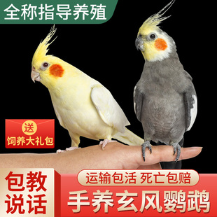 玄凤鹦鹉活鸟会说话的鸟类手养宠物黄化原始灰玄凤一公一母可繁殖