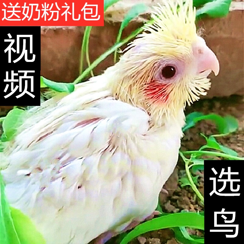 小活鸟活体鹦鹉大型会虎皮黄化手养牡丹幼鸟雏鸟宠物说话玄凤活物,宠物/宠物食品及用品,鸟,淘宝优惠券,粉丝福利购,淘宝优惠卷