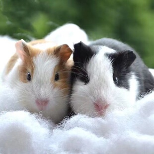 家养小宠物荷兰猪活物豚鼠活体彩豚天竺鼠白豚黑豚疫苗已打健康