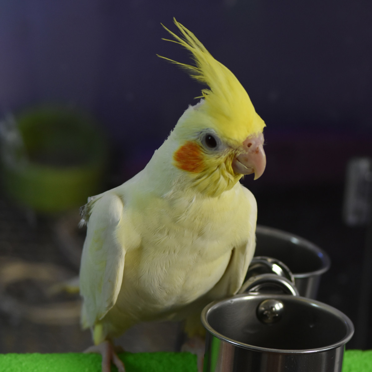 手养牡丹玄凤鹦鹉亲人半毛雏鸟奥桂黄化原始灰珍珠上海同城配送