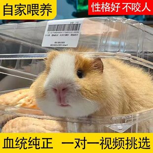 宠物荷兰猪活物荷兰鼠豚鼠荷兰兔彩豚白豚老鼠兔活物幼崽疫苗已打