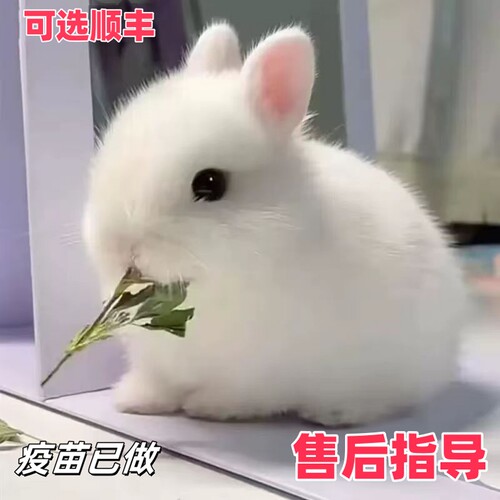 宠物兔活物茶杯长不大不咬人迷你侏儒儿童养猫猫兔荷兰垂耳兔活体