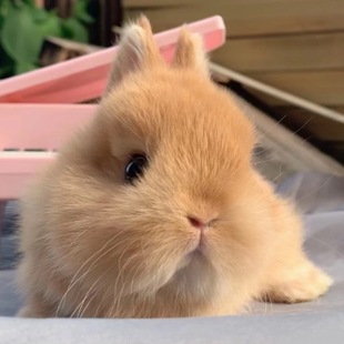 小型侏儒兔子活物长不大迷你兔儿童家养宿舍宠物兔荷兰垂耳兔活体