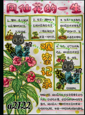 a2122凤仙花的一生（电子线稿无实物发货）